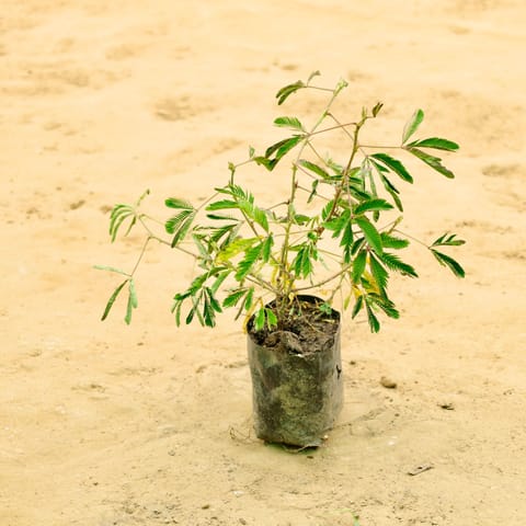 Touch Me Not / Chui Mui in 4 Inch Nursery Bag