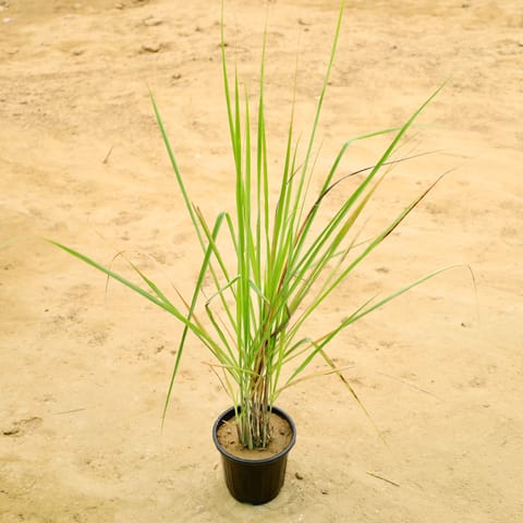 Lemon Grass in 6 Inch Nursery Pot