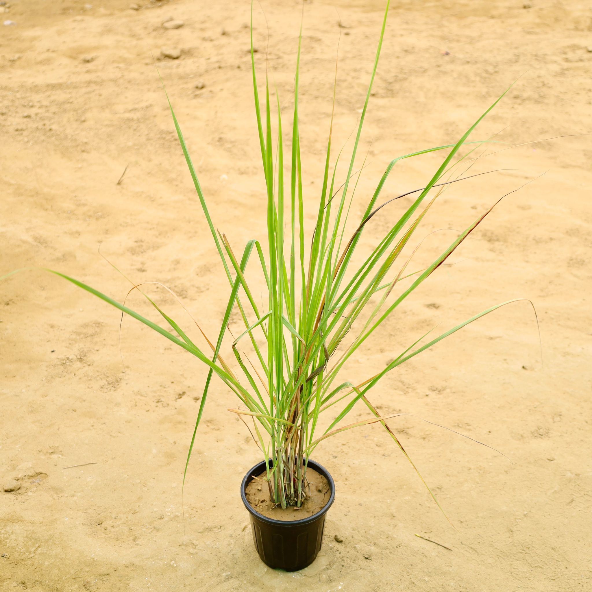 Lemon Grass in 6 Inch Nursery Pot