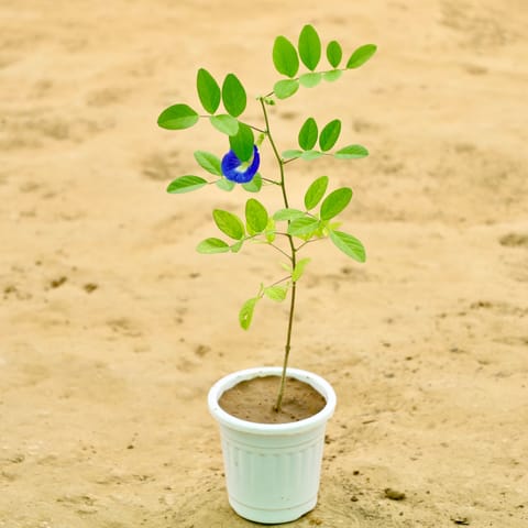 Aparajita Blue in 4 Inch Live Fresh Plant Nursery Pot in Sector 5