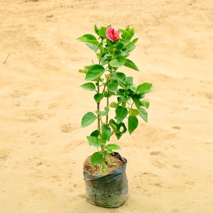 Buy Hibiscus / Gudhal (Any Colour)  in 7 Inch Nursery bag Online | Urvann.com