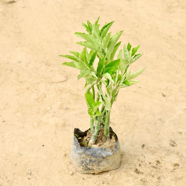 Pedilanthus / Devil's Backbone in 4 Inch Nursery bag