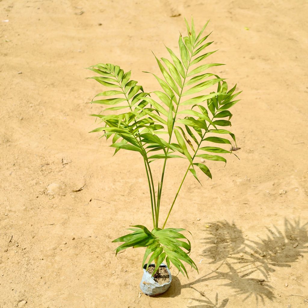Buy Chamandora Palm in 4 Inch Nursery bag Online | Urvann.com Chamaedorea Palm in 4 Inch Nursery bag