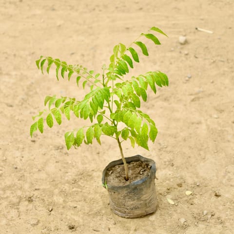 Curry patta  in 4 Inch Nursery bag