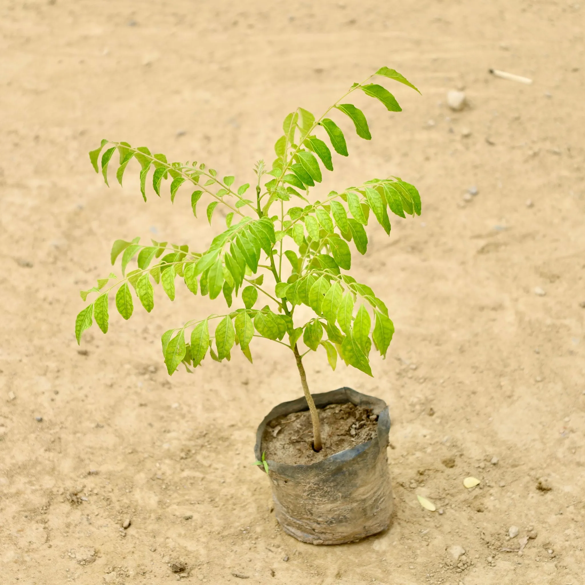 Curry patta  in 4 Inch Nursery bag