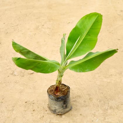 Buy Banana / Kela  in 7 Inch Nursery bag Online | Urvann.com