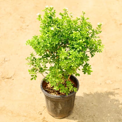 Buy Madhu Kamini / Murraya (Bushy) in 8 Inch Nursery Pot Online | Urvann.com