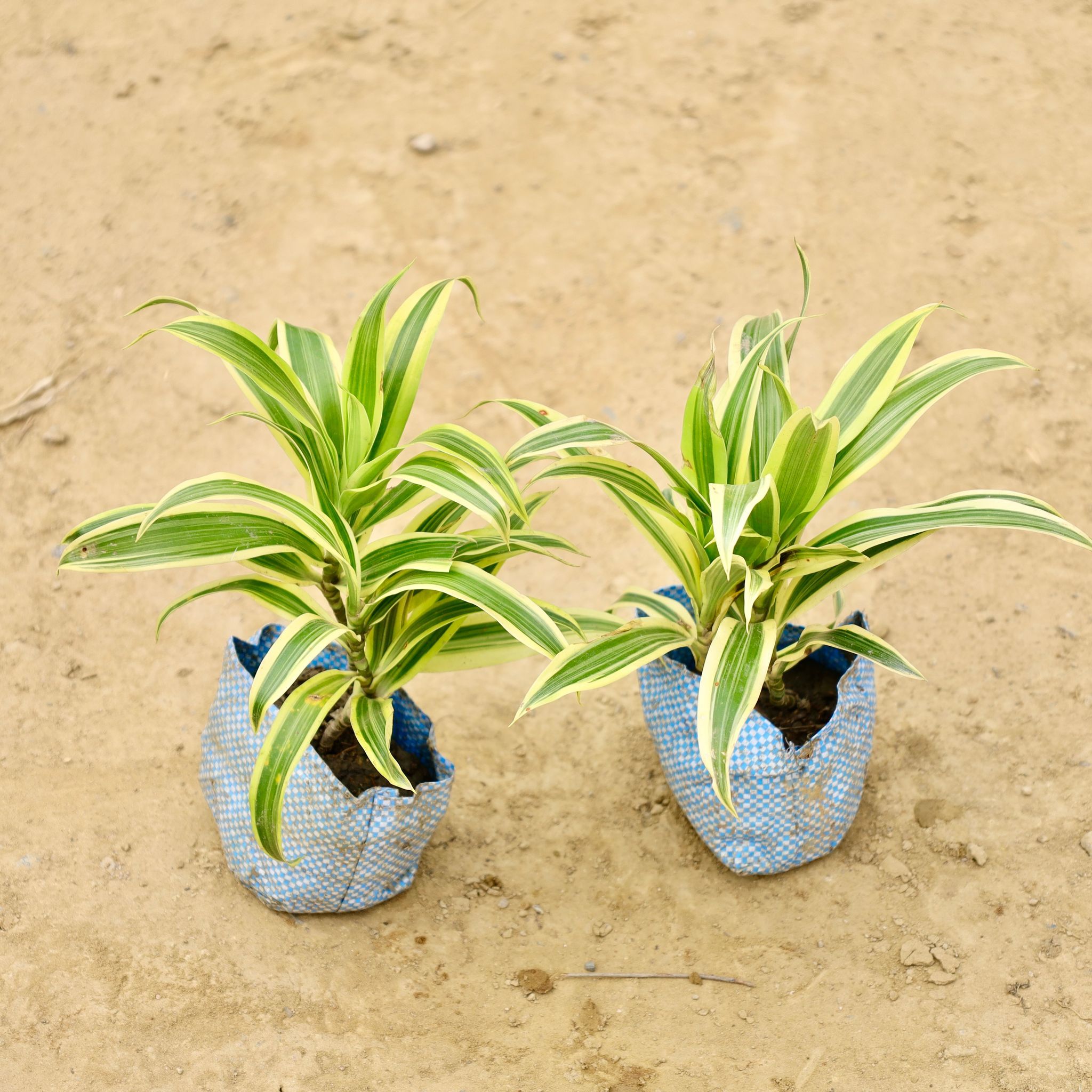 Set of 2 - Song of India  in 5 Inch Nursery bag