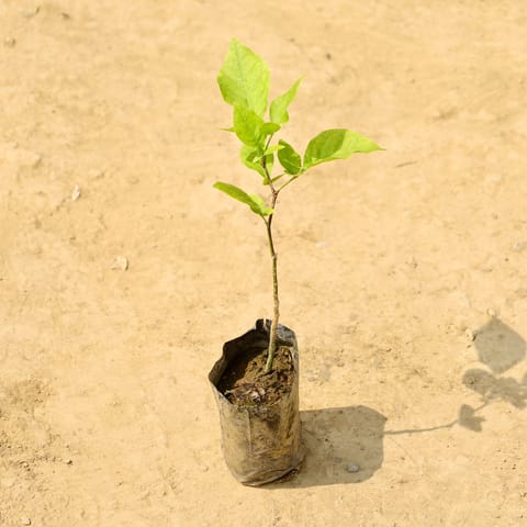 Bel Patra in 4 Inch Nursery bag