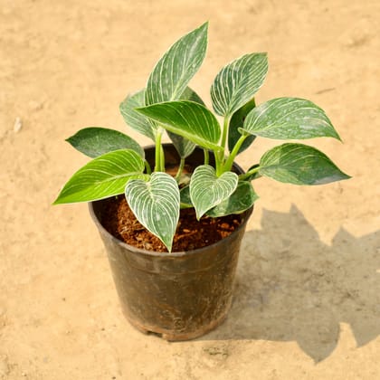 Buy Philodendron Birkin in 6 Inch Nursery pot Online | Urvann.com