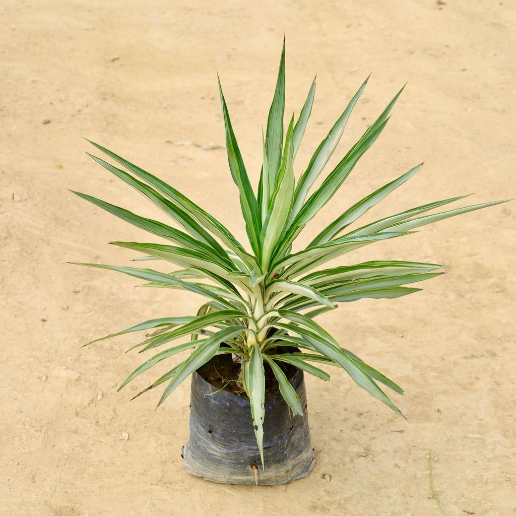 Buy in 8 Inch Nursery pot Online | Urvann.com in 8 Inch Nursery pot