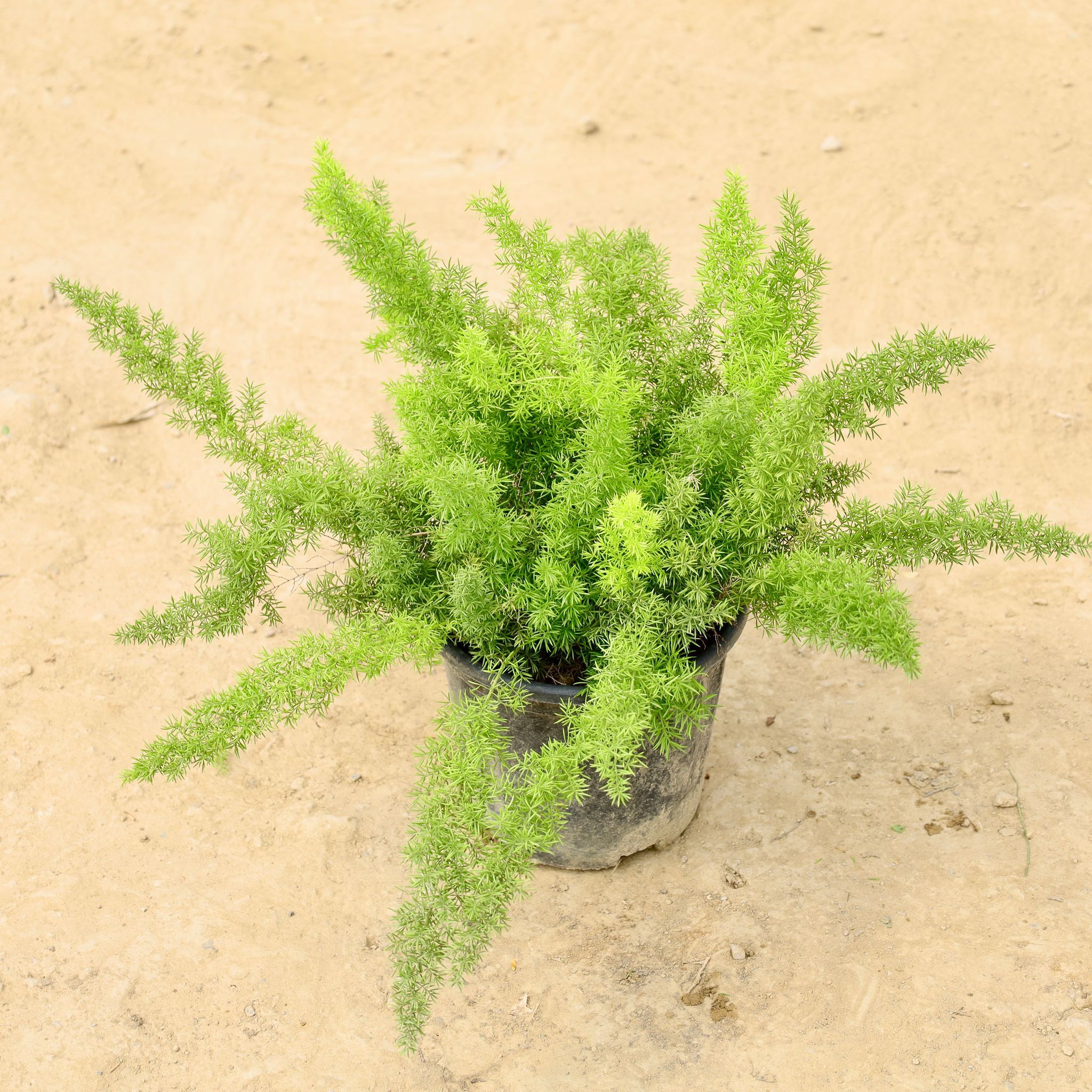 Asparagus Marry in 8 Inch Nursery pot