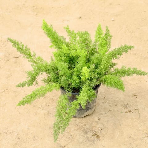 Asparagus Marry in 8 Inch Nursery pot