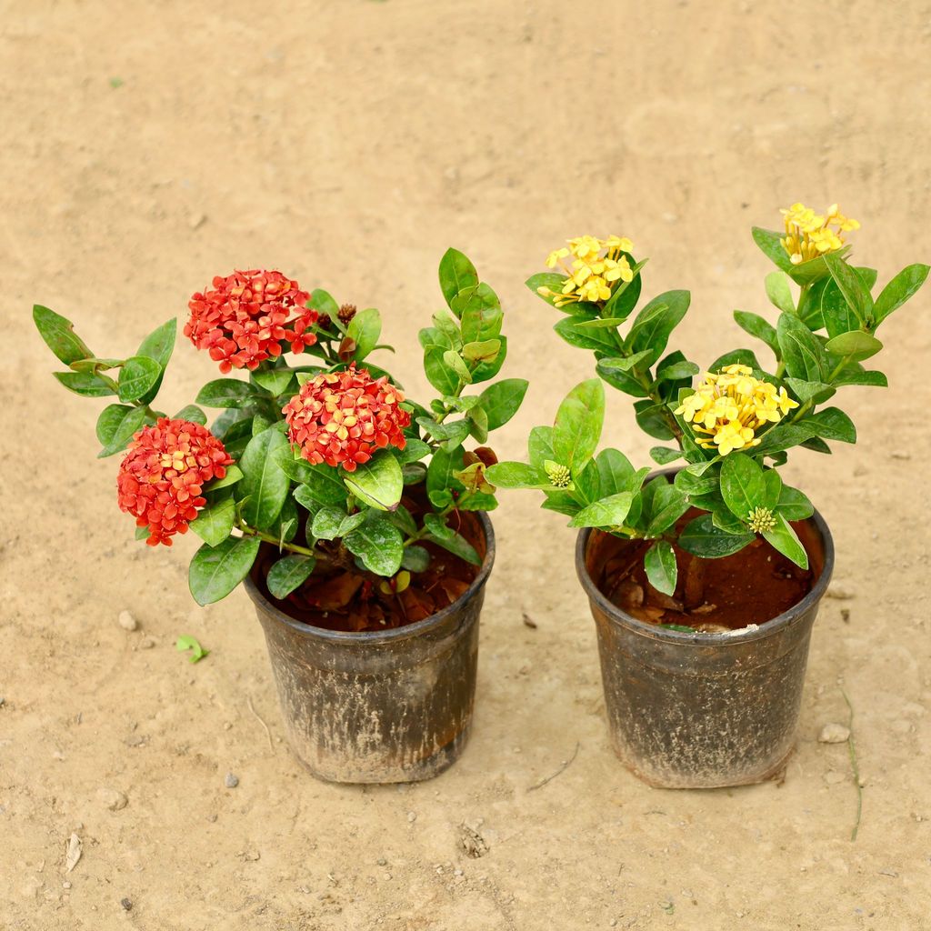 Buy Set of 2 - Ixora Indore (Red & Yellow) in 6 Inch Nursery Pot Online | Urvann.com Set of 2 - Ixora Indore (Red & Yellow) in 6 Inch Nursery Pot