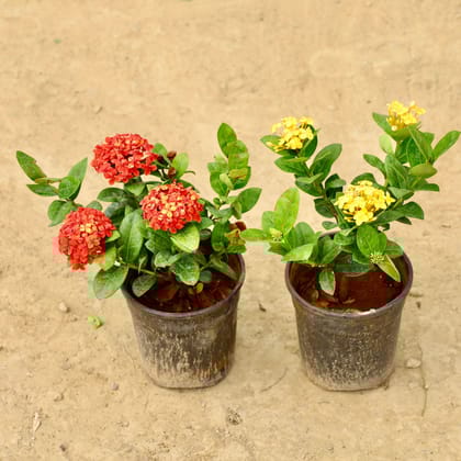 Buy Set of 2 - Ixora Indore (Red & Yellow) in 6 Inch Nursery Pot Online | Urvann.com