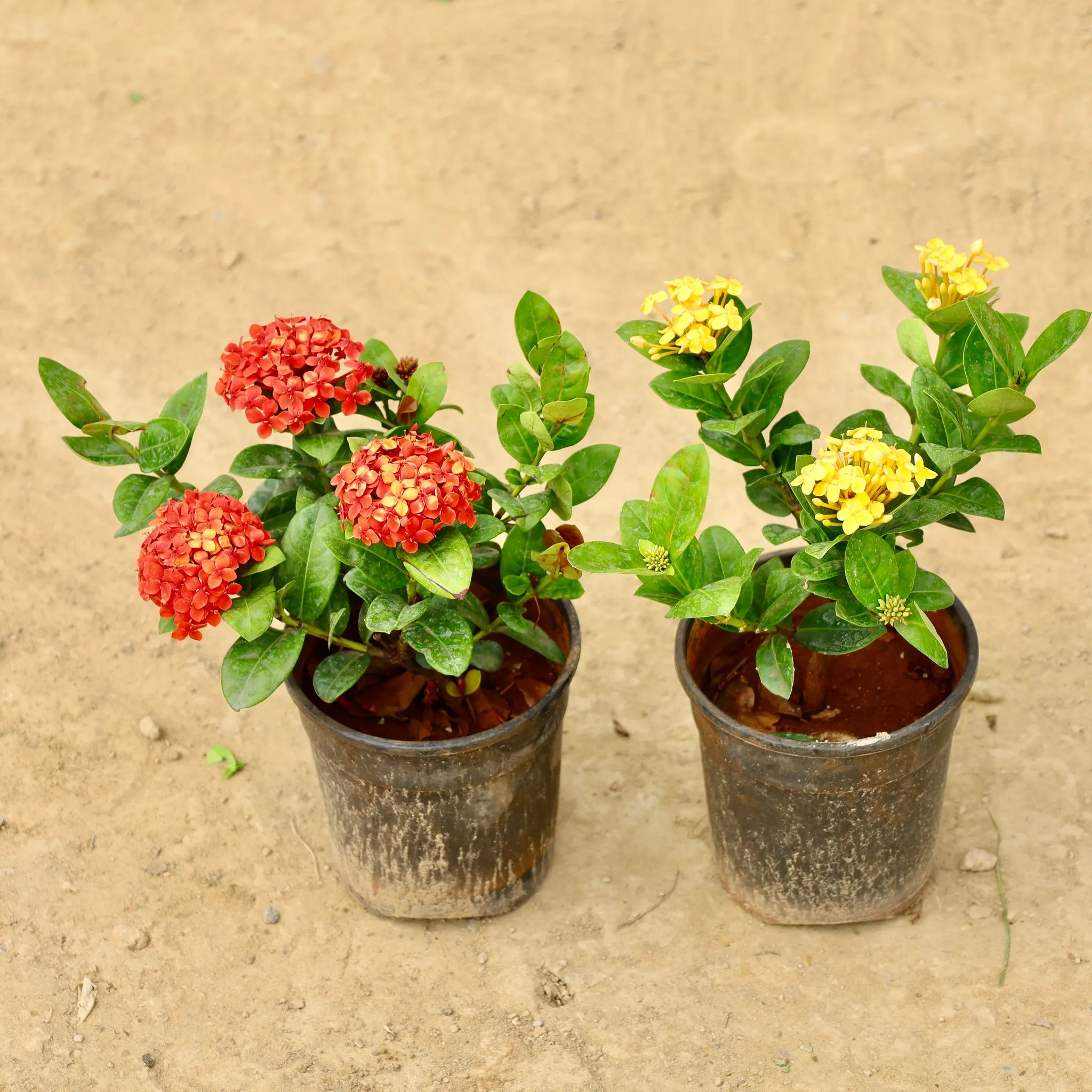 Set of 2 - Ixora Indore (Red & Yellow) in 6 Inch Nursery Pot