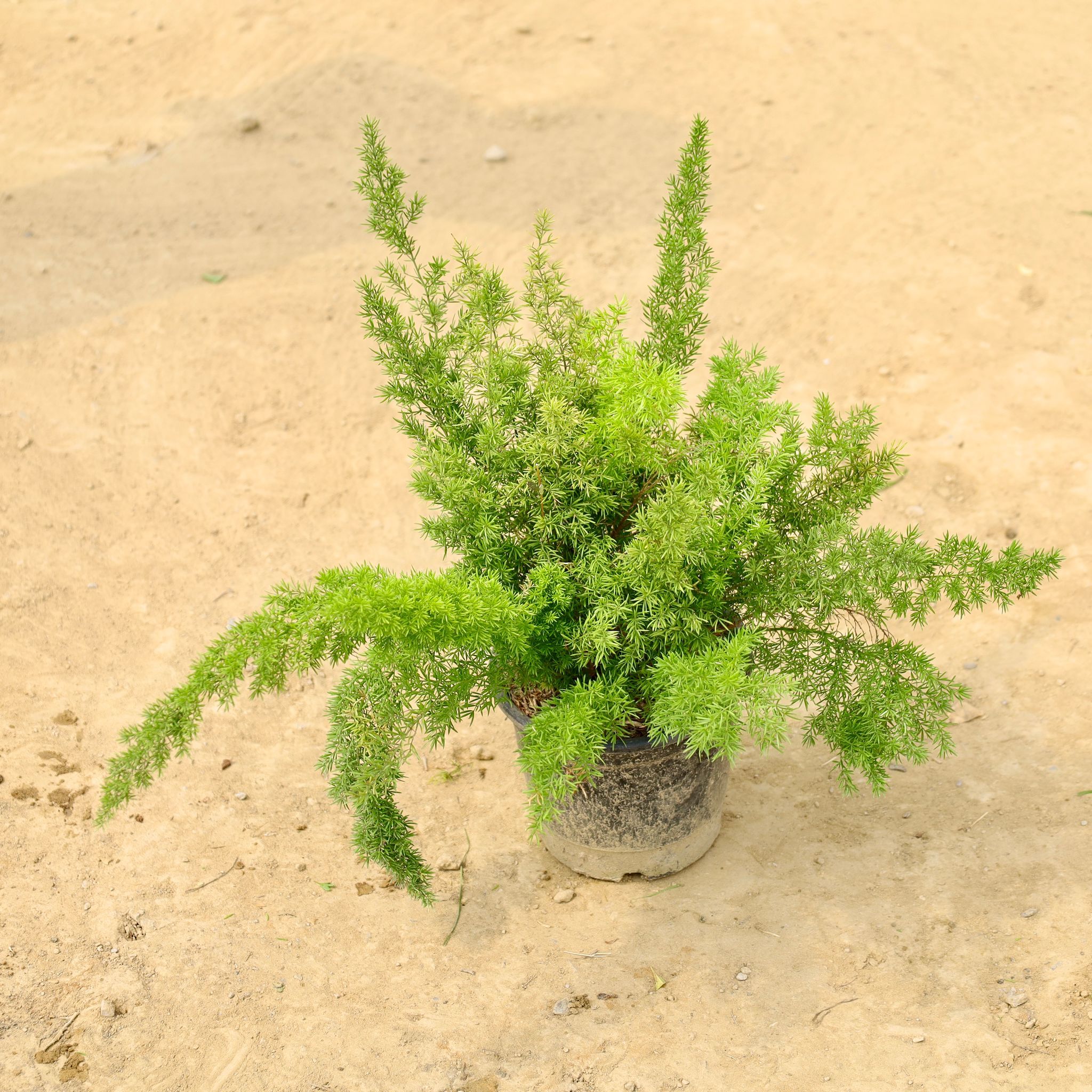 Asparagus Marry in 6 Inch Nursery pot