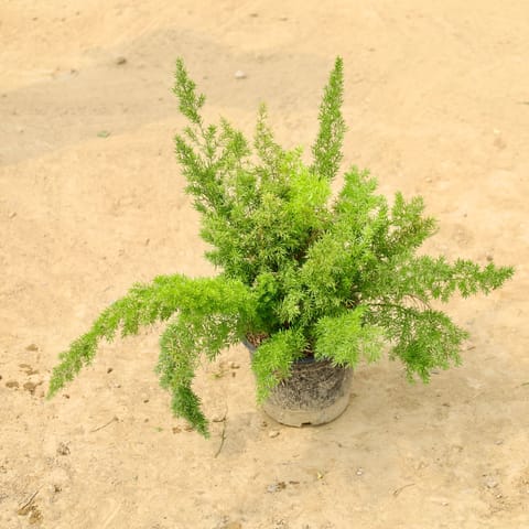 Asparagus Marry in 6 Inch Nursery pot