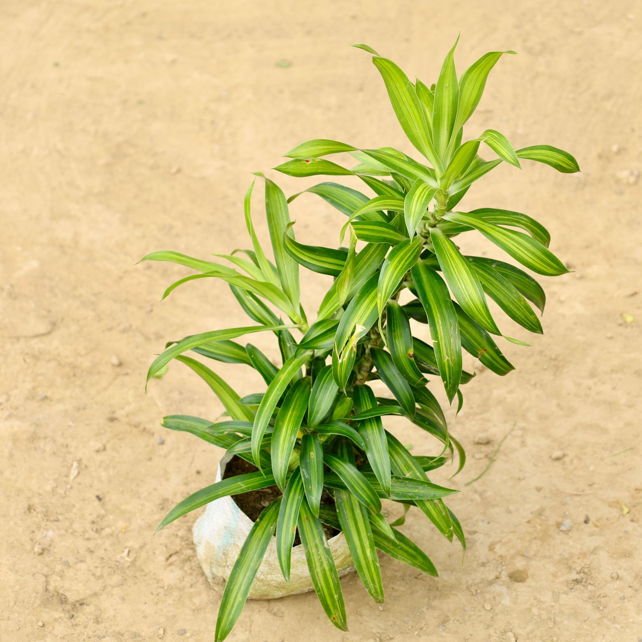 Dracaena Messenger Green  in 4 Inch Nursery bag
