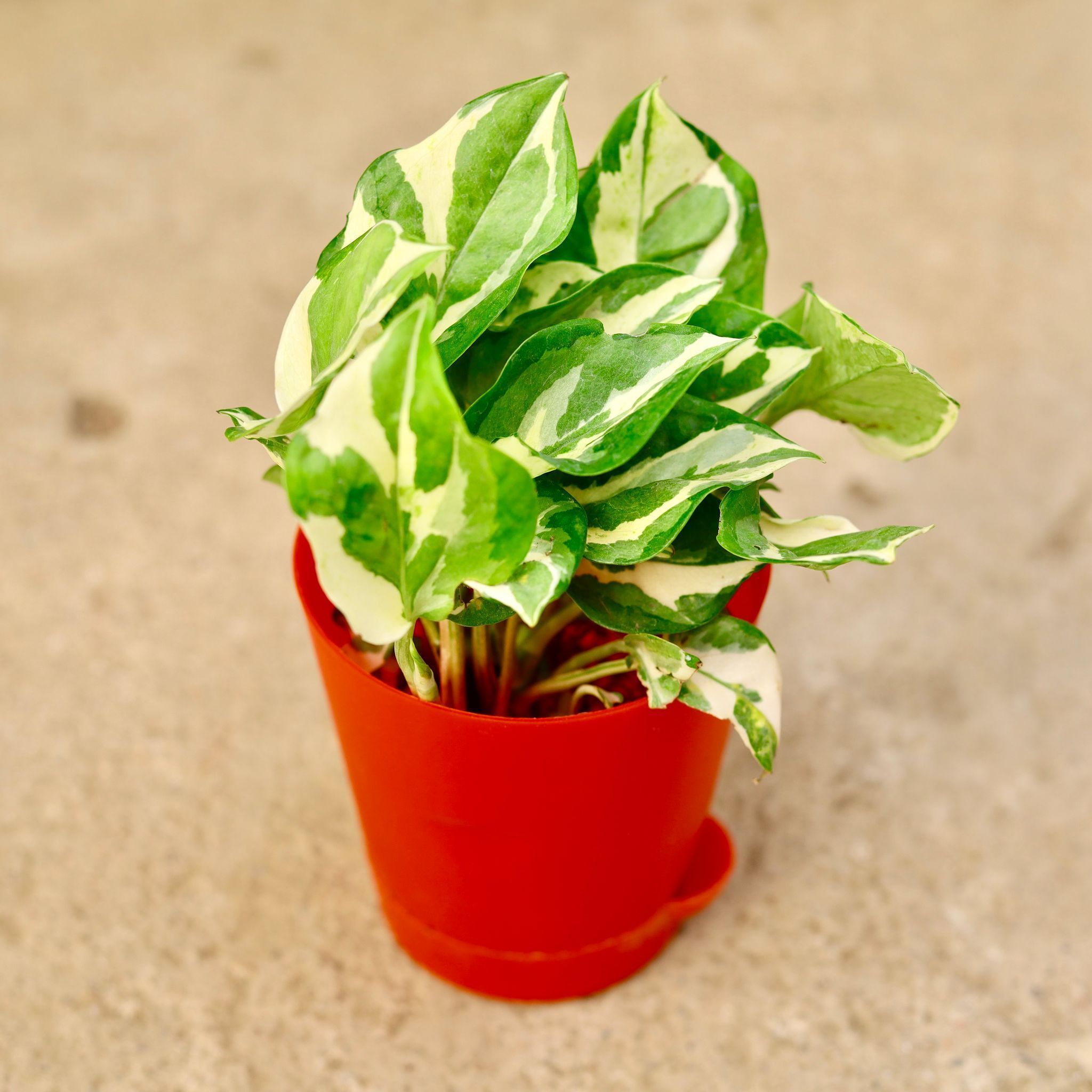 Gift Ready - Money Plant Njoy in 4 Inch Red Florence Self Watering Pot Wrapped in Lovely Gift Bag For Your Loved Ones