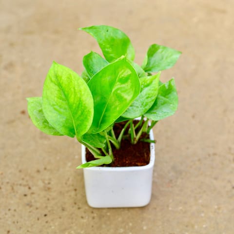 Gift Ready - Money Plant Green in 4 Inch Classy White Square Ceramic Pot Wrapped in Lovely Gift Bag For Your Loved Ones
