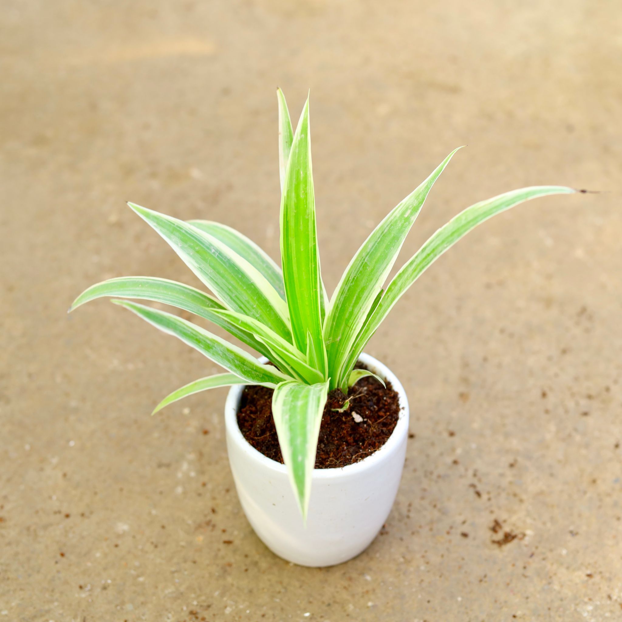 Gift Ready - Spider in 4 Inch Classy White Cup Ceramic Pot (any colour) Wrapped in Lovely Gift Bag For Your Loved Ones