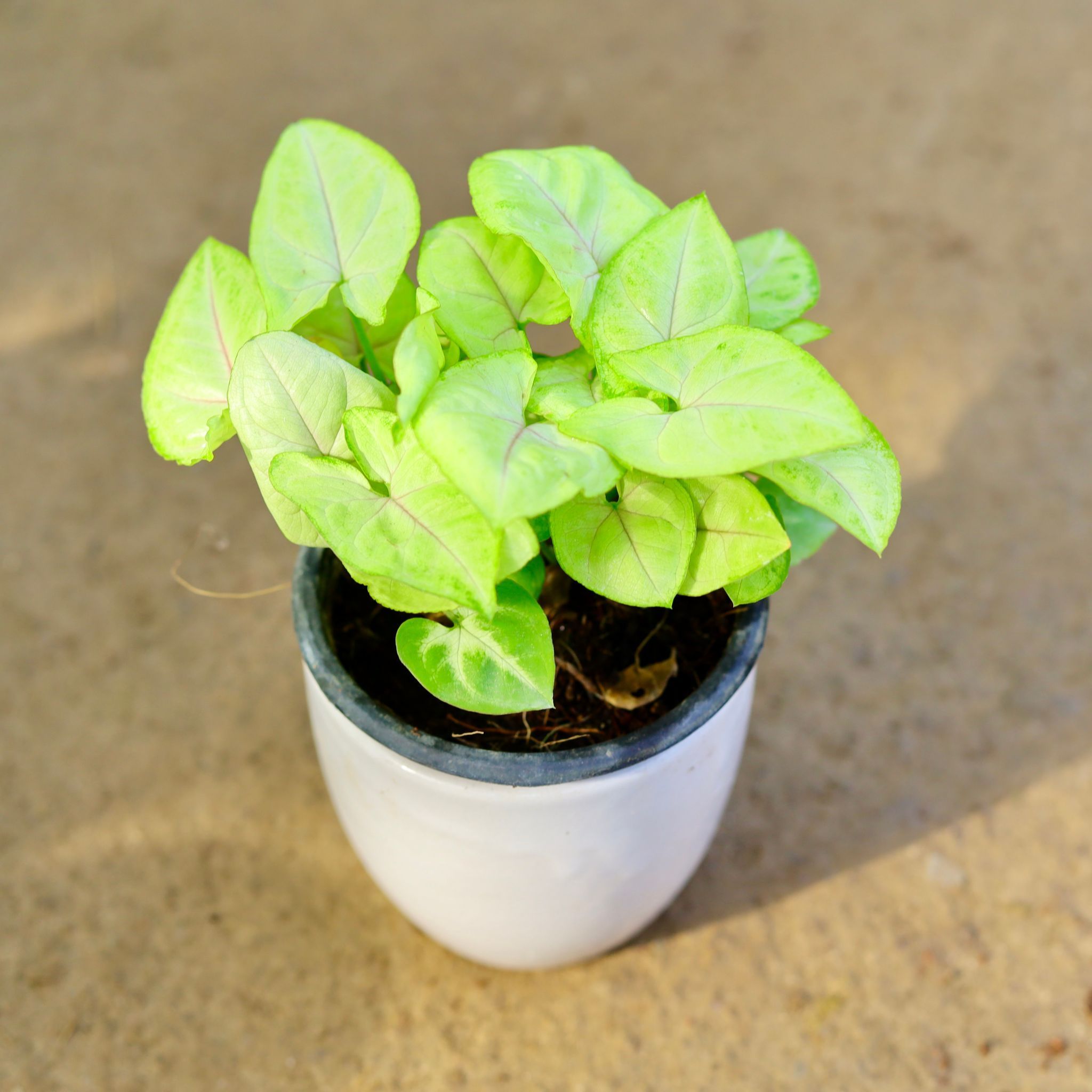 Gift Ready - Syngonium Golden in 4 Inch Classy White Cup Ceramic Pot (any colour) Wrapped in Lovely Gift Bag For Your Loved Ones
