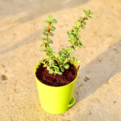 Buy Jade in 4 Inch Green Florence Self Watering Pot Online | Urvann.com