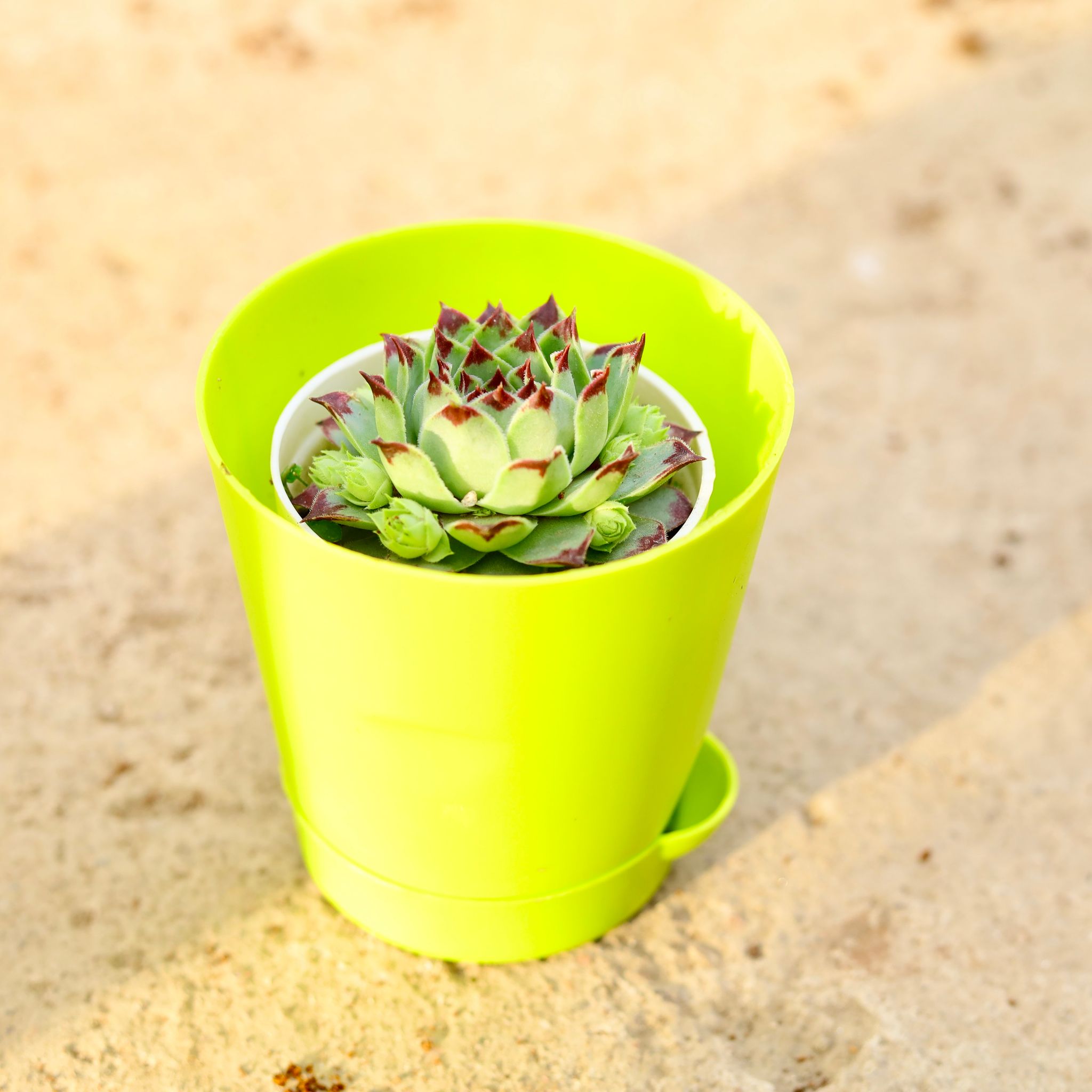 Gift Ready - Lakshmi Kamal in 4 Inch Green Florence Self Watering Pot Wrapped in Lovely Gift Bag For Your Loved Ones