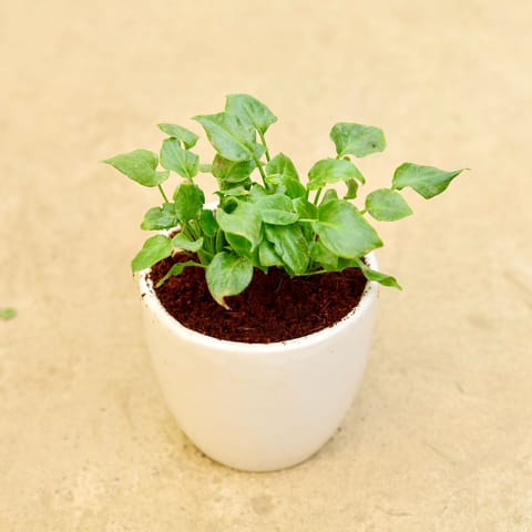 Gift Ready - Xanadu green in 4 Inch Classy White Cup Ceramic Pot Wrapped in Lovely Gift Bag For Your Loved Ones