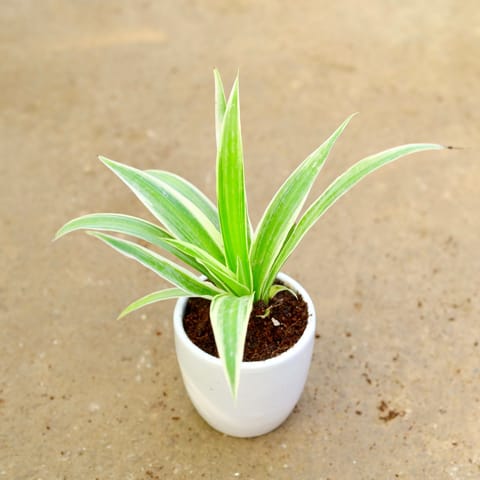 Gift Ready - Spider in 4 Inch Classy White Cup Ceramic Pot (any colour) Wrapped in Lovely Gift Bag For Your Loved Ones
