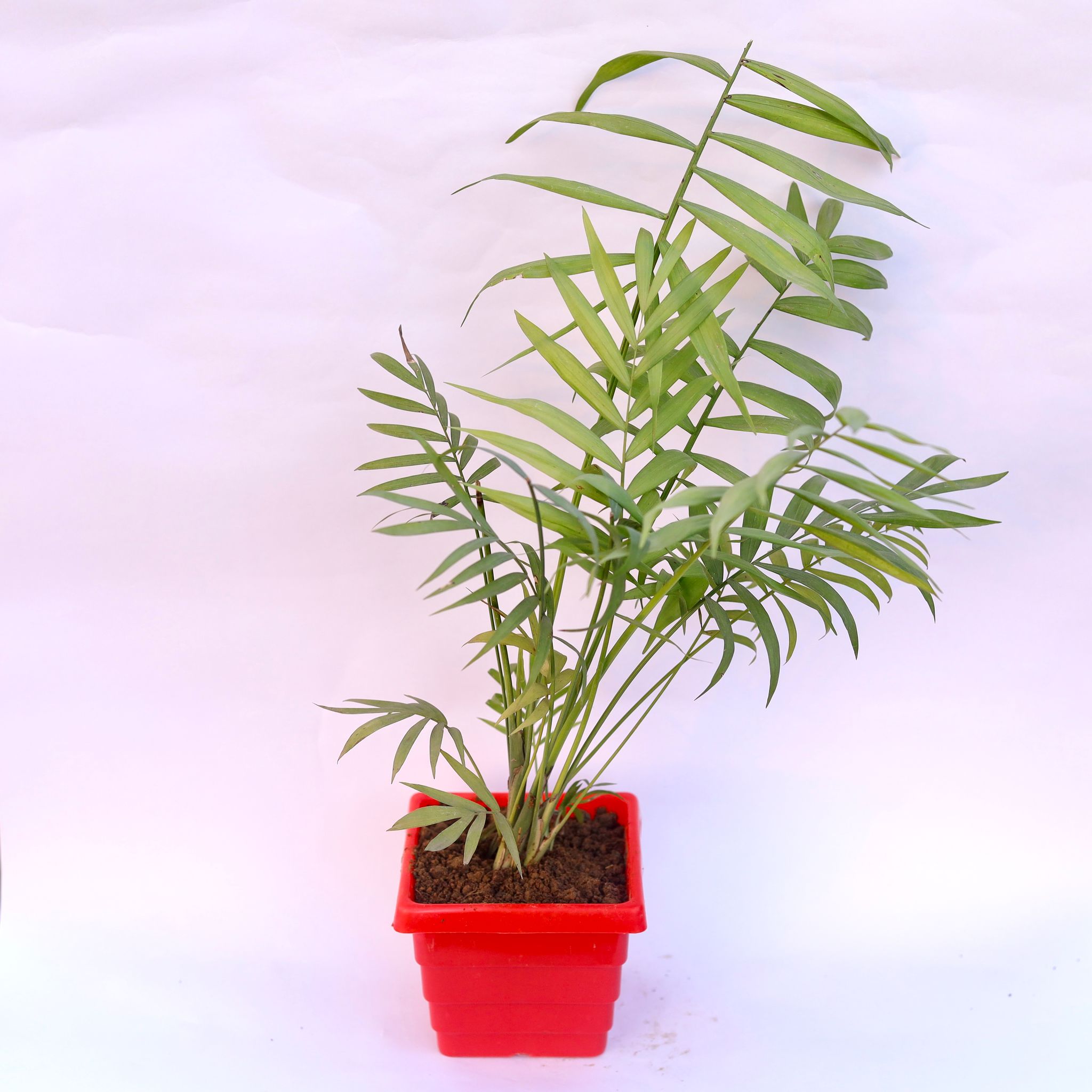 Chameadorea Palm in 4 Inch Red Premium Orchid Square Plastic Pot