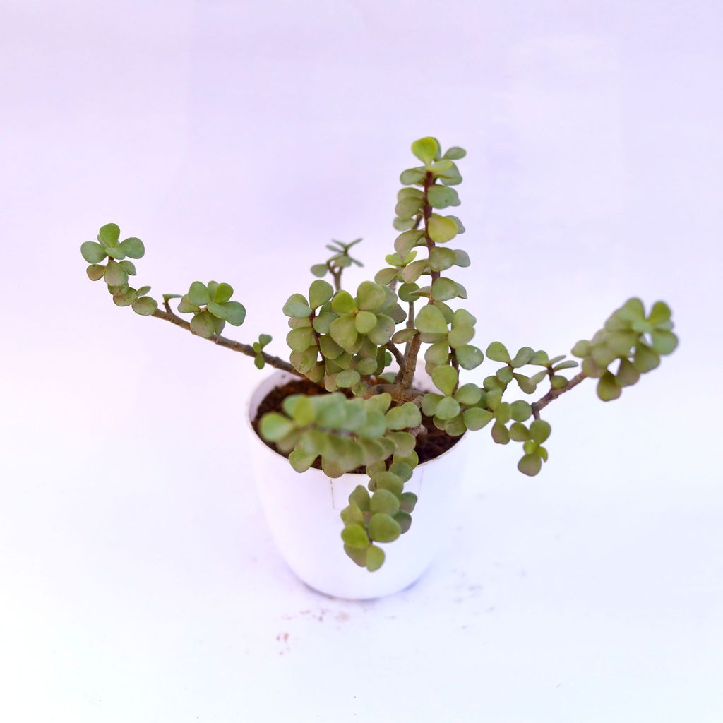 Gift Ready - Jade in 4 Inch White Premium Orchid Round Plastic Pot Wrapped in Lovely Gift Bag For Your Loved Ones