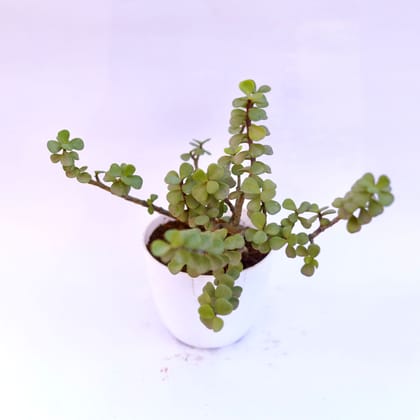 Buy Jade in 6 Inch White Premium Orchid Round Plastic Pot Online | Urvann.com