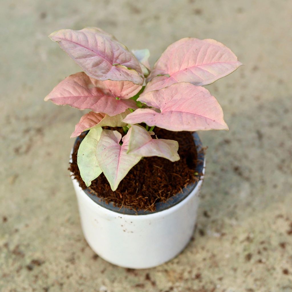 Rakhi Special - Syngonium Pink in 4 Inch Classy White Cylindrical Ceramic Pot Wrapped in Lovely Gift Bag For Your Loved Ones