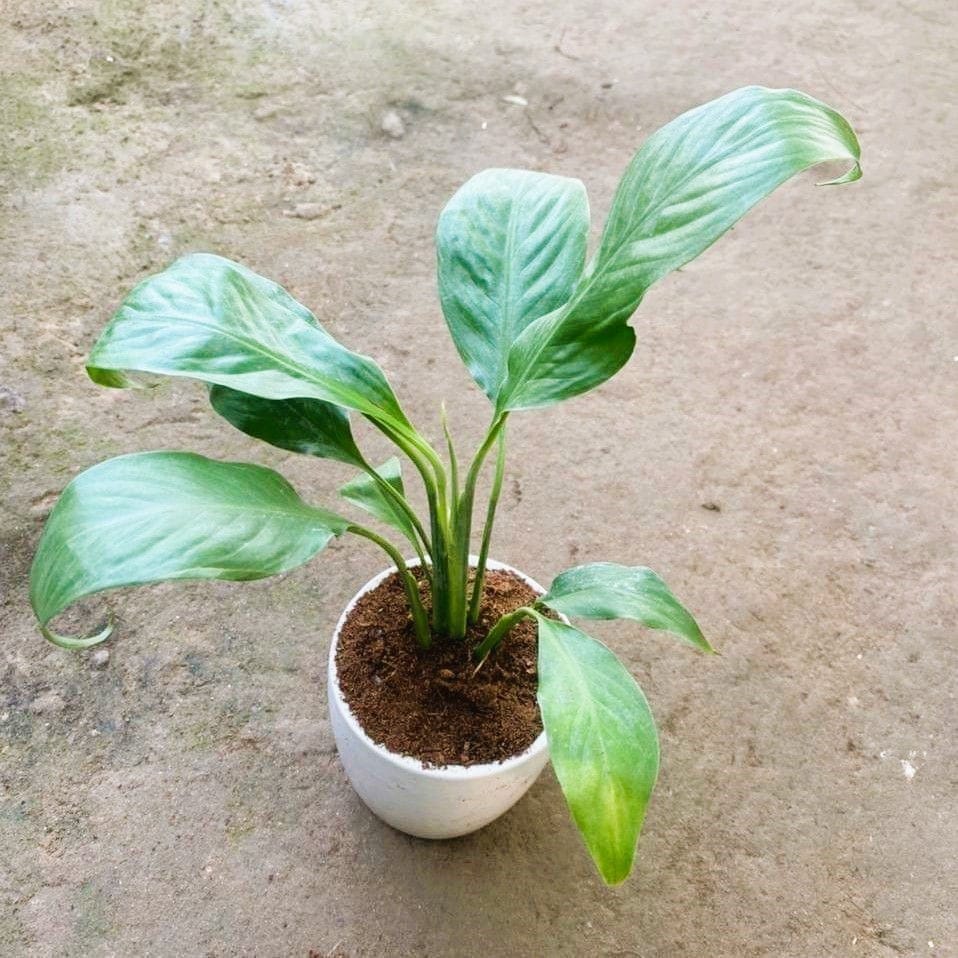 Gift Ready - Peace Lily in 4 Inch White Cup Ceramic Pot Wrapped in Lovely Gift Bag For Your Loved Ones