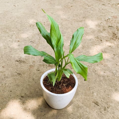 Gift Ready - Peace Lily in 4 Inch White Cup Ceramic Pot Wrapped in Lovely Gift Bag For Your Loved Ones
