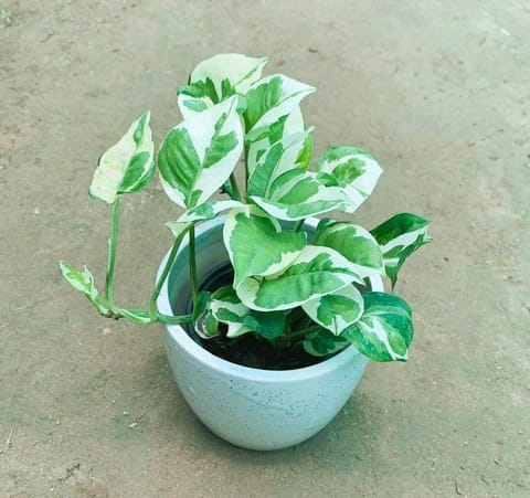 Gift Ready - Marble Money Plant in 4 Inch White Ceramic Pot (any design) Wrapped in Lovely Gift Bag For Your Loved Ones