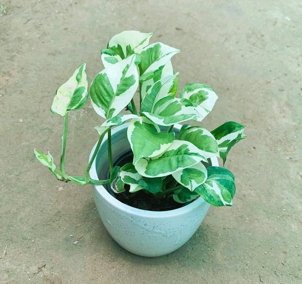 Gift Ready - Marble Money Plant in 4 Inch White Ceramic Pot (any design) Wrapped in Lovely Gift Bag For Your Loved Ones