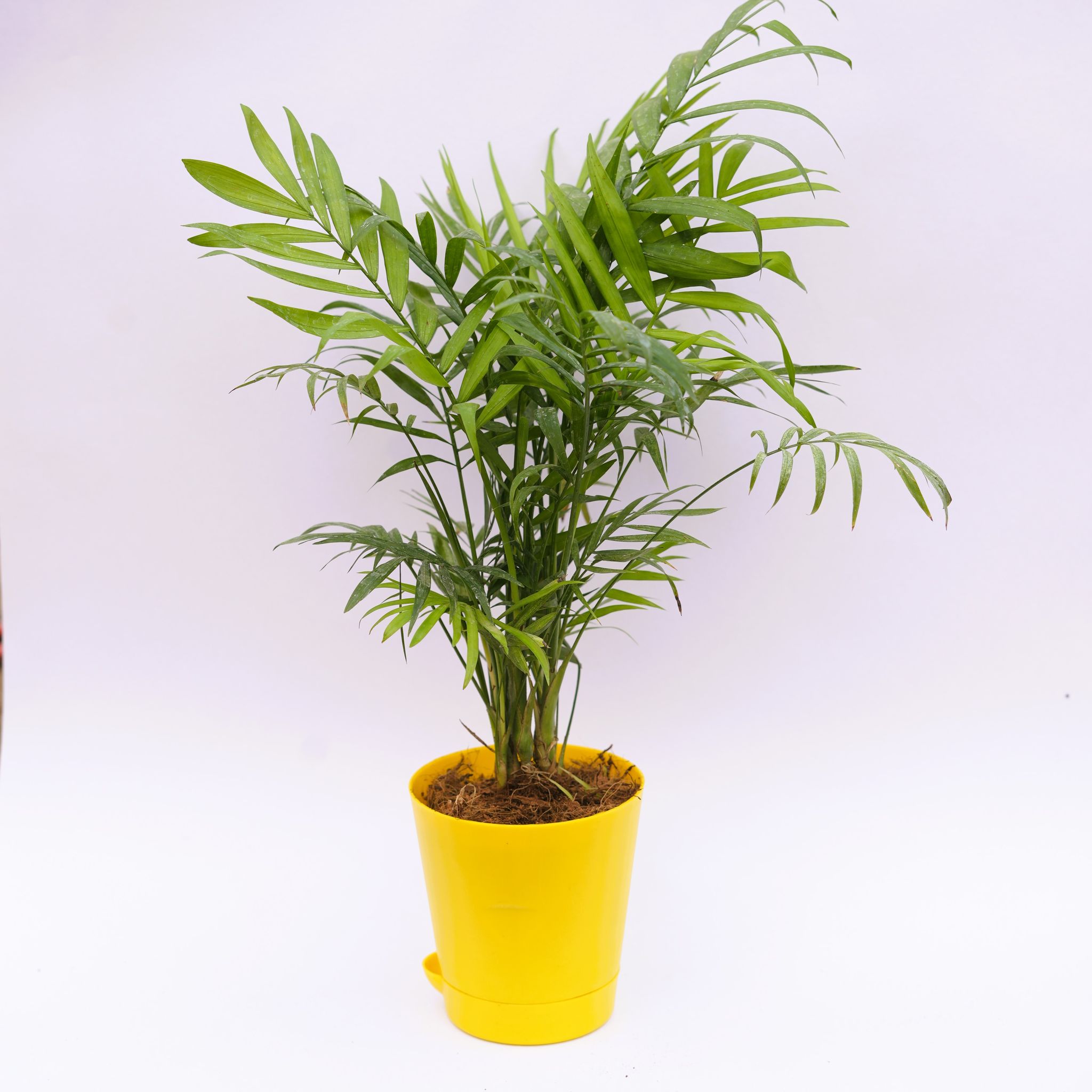 Gift Ready - Areca Palm Dwarf in 4 Inch Yellow Florence Self Watering Pot Wrapped in Lovely Gift Bag For Your Loved Ones
