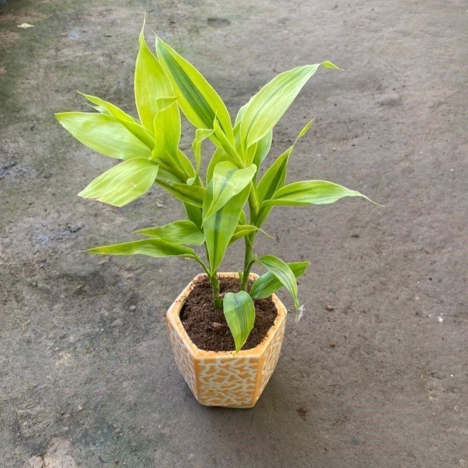 Buy Lucky Bamboo in 5 Inch Hexagonal Designer Ceramic Pot (colour & design may vary) Online | Urvann.com Gift Ready - Lucky Bamboo in 5 Inch Hexagonal Designer Ceramic Pot (colour & design may vary) Wrapped in Lovely Gift Bag For Your Loved Ones