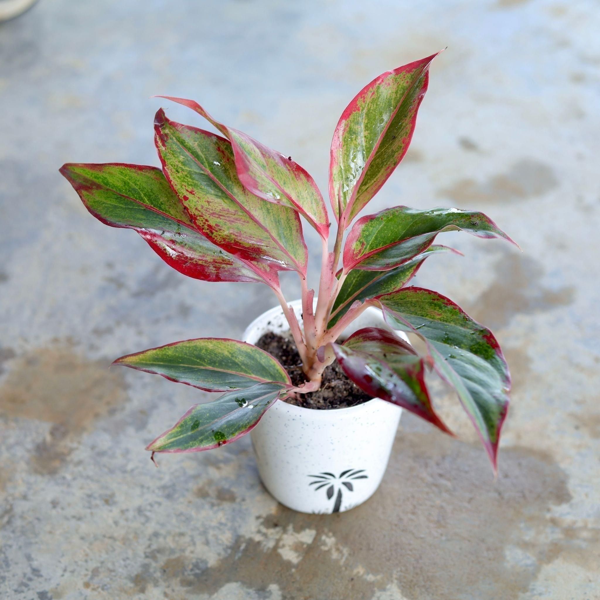 Gift Ready - Aglaonema Pink Lipstick in 4 Inch Ceramic Pot (Any Design,Colour) Wrapped in Lovely Gift Bag For Your Loved Ones