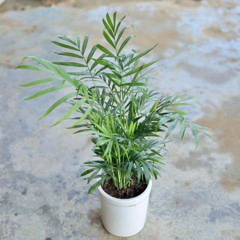 Gift Ready - Bushy Table Areca Palm in 4 Inch Ceramic Pot (Any Design,Colour) Wrapped in Lovely Gift Bag For Your Loved Ones