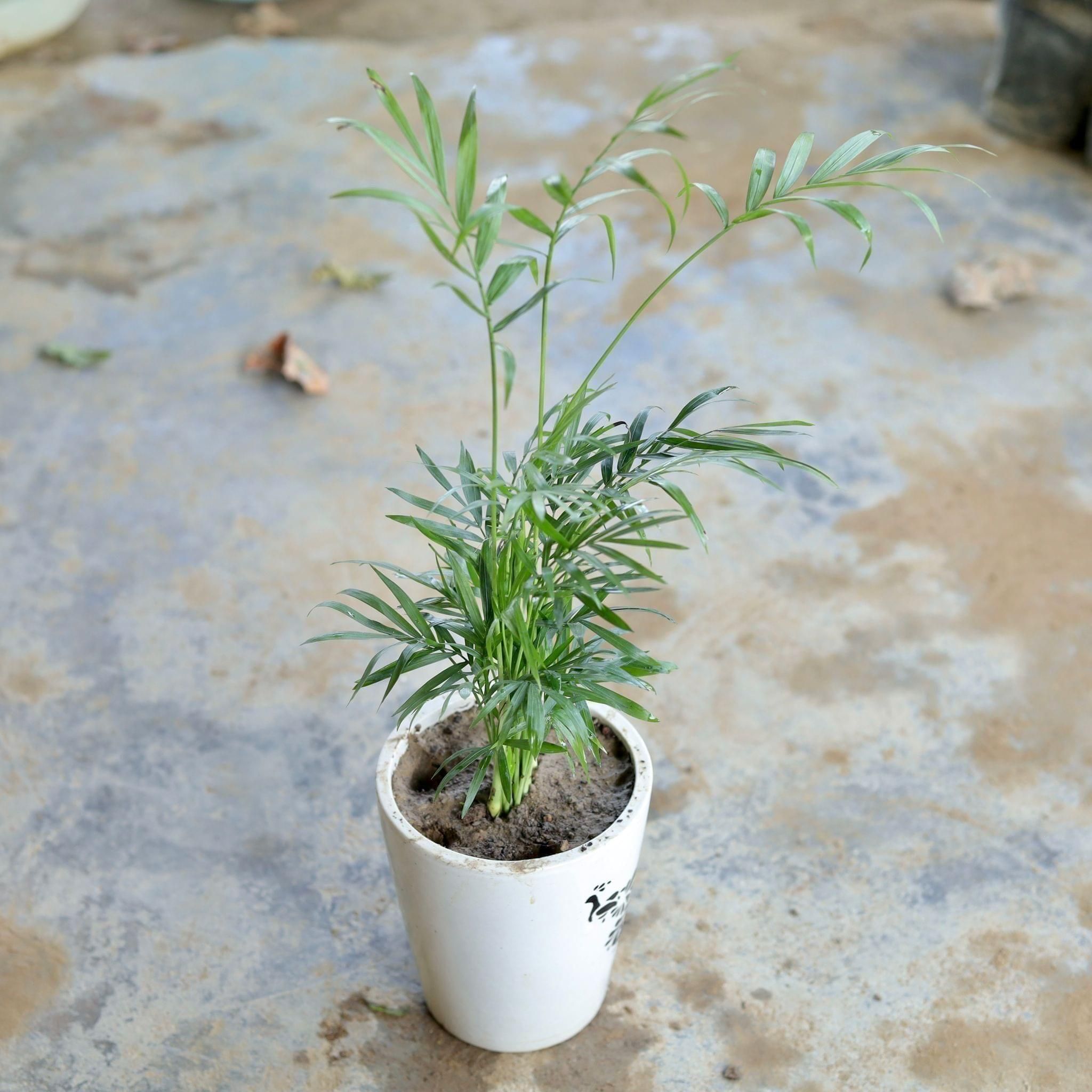 Gift Ready - Table Areca Palm in 4 Inch Ceramic Pot (Any Design,Colour) Wrapped in Lovely Gift Bag For Your Loved Ones