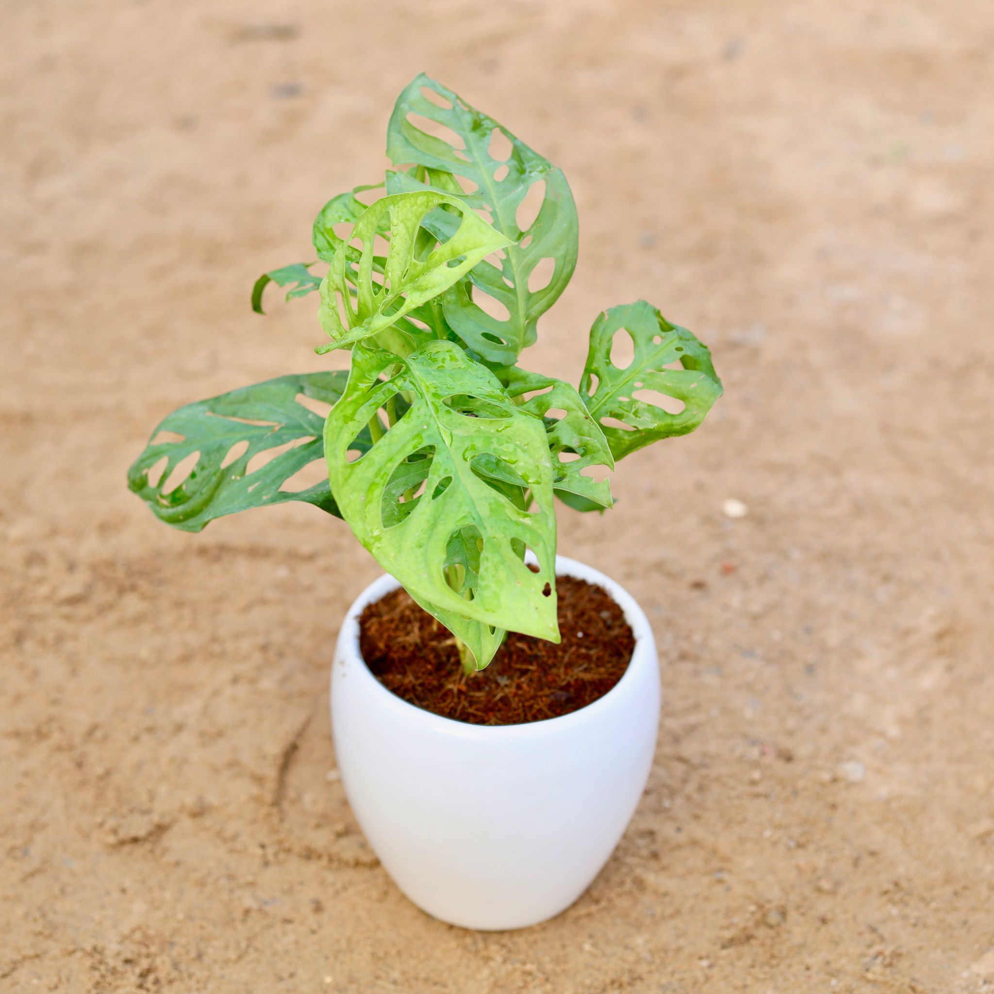 Gift Ready - Monstera Broken Heart in 5 Inch Classy White Apple Ceramic Pot Wrapped in Lovely Gift Bag For Your Loved Ones