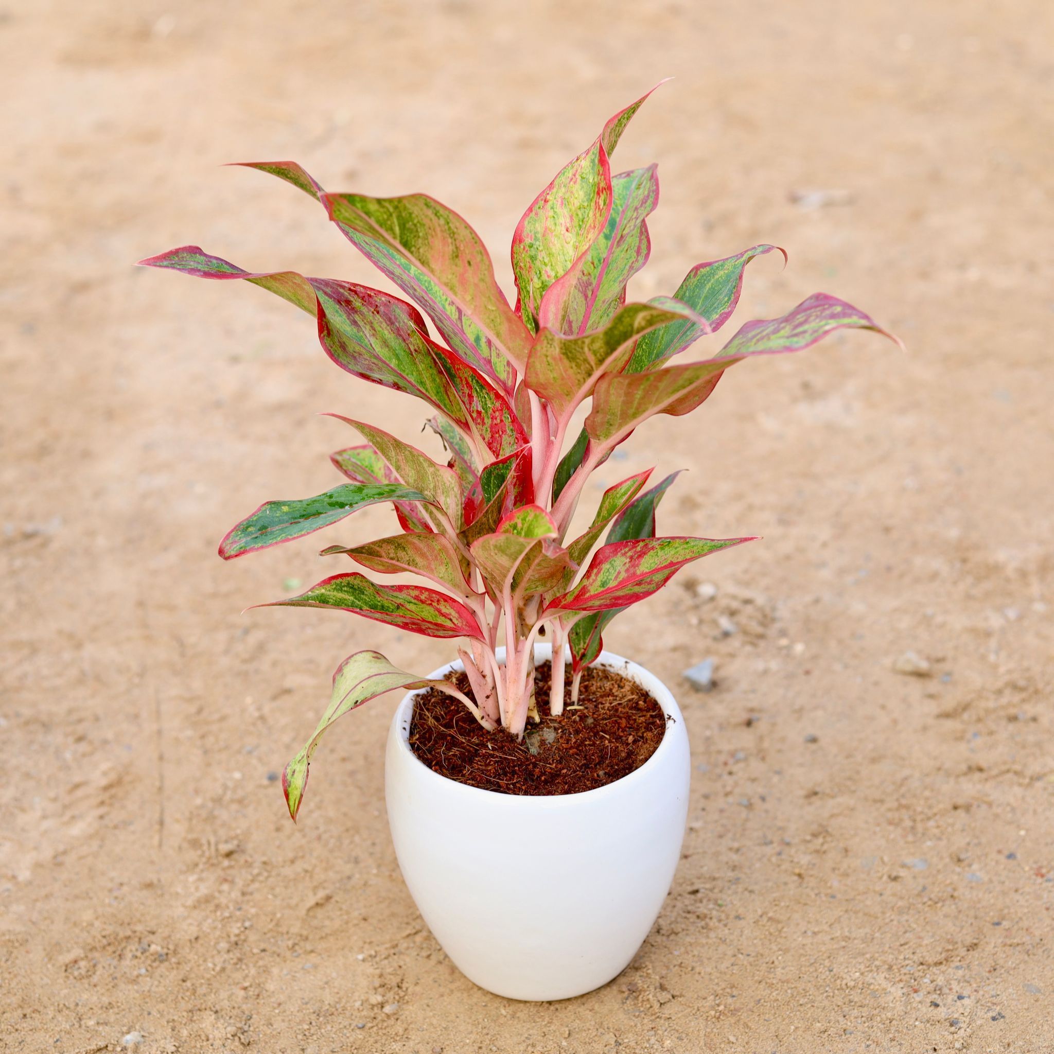 Gift Ready - Aglaonema Lipstick in 5 Inch Classy Ceramic Bowl (any colour) Wrapped in Lovely Gift Bag For Your Loved Ones