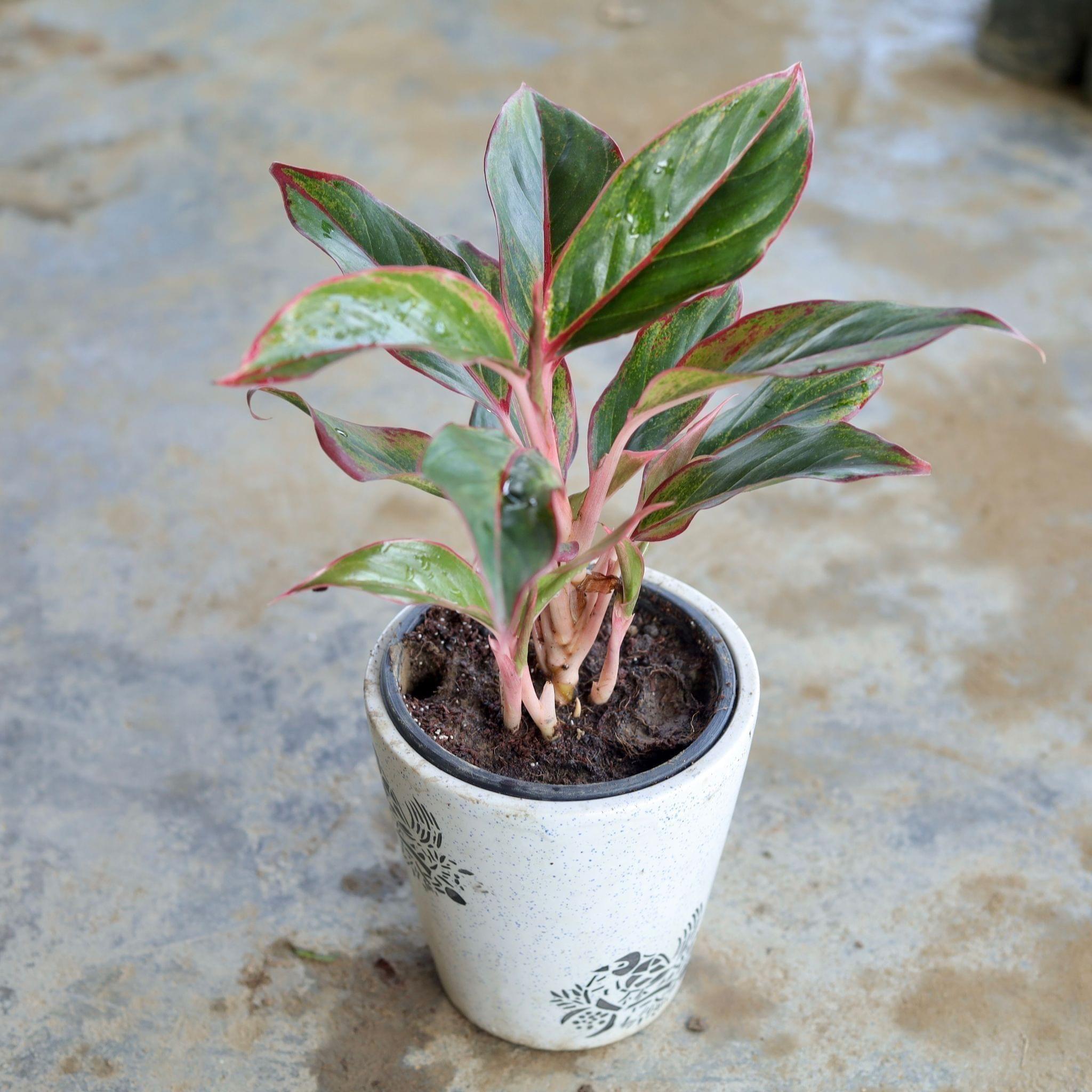 Gift Ready - Aglaonema Pink Lipstick Multistem in 5 Inch Ceramic Pot (Any Design,Colour) Wrapped in Lovely Gift Bag For Your Loved Ones