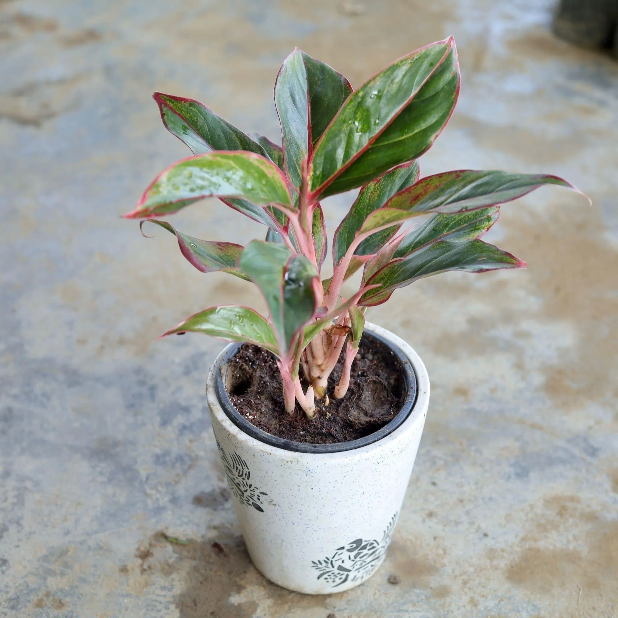 Gift Ready - Aglaonema Pink Lipstick Multistem in 5 Inch Ceramic Pot (Any Design,Colour)