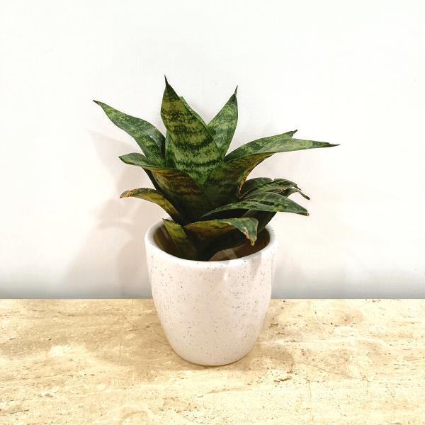 Buy Snake Green in Classy Ceramics - Minimum order 50 pcs. Online | Urvann.com Snake Green in Classy Ceramics - 50 Pcs.