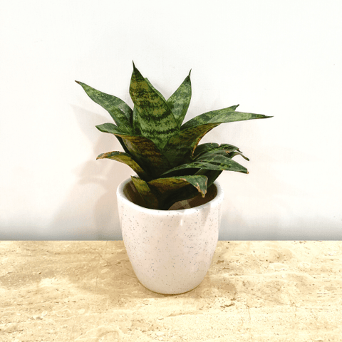 Snake Green in Classy Ceramics - 50 Pcs.